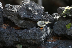 富士山探鳥⑥