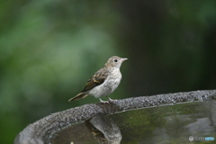 キビタキ幼鳥♪