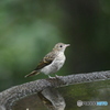 キビタキ幼鳥♪
