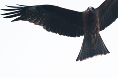Milvus migrans