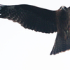 Milvus migrans