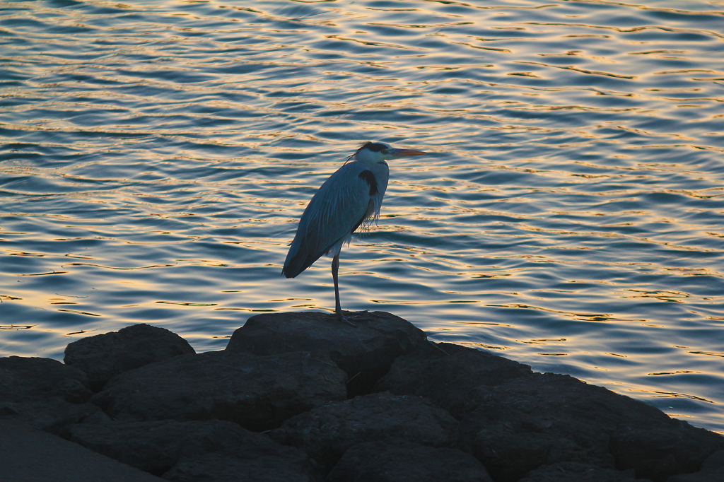 夕暮れの鳥