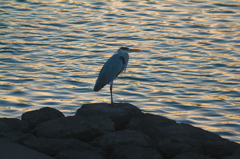 夕暮れの鳥