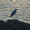 夕暮れの鳥