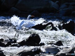シラサギの飛び出し