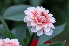 真ん中が赤い、白のダリア