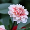 真ん中が赤い、白のダリア