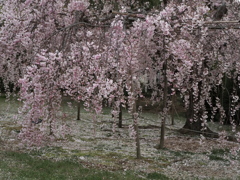 枝垂れ桜