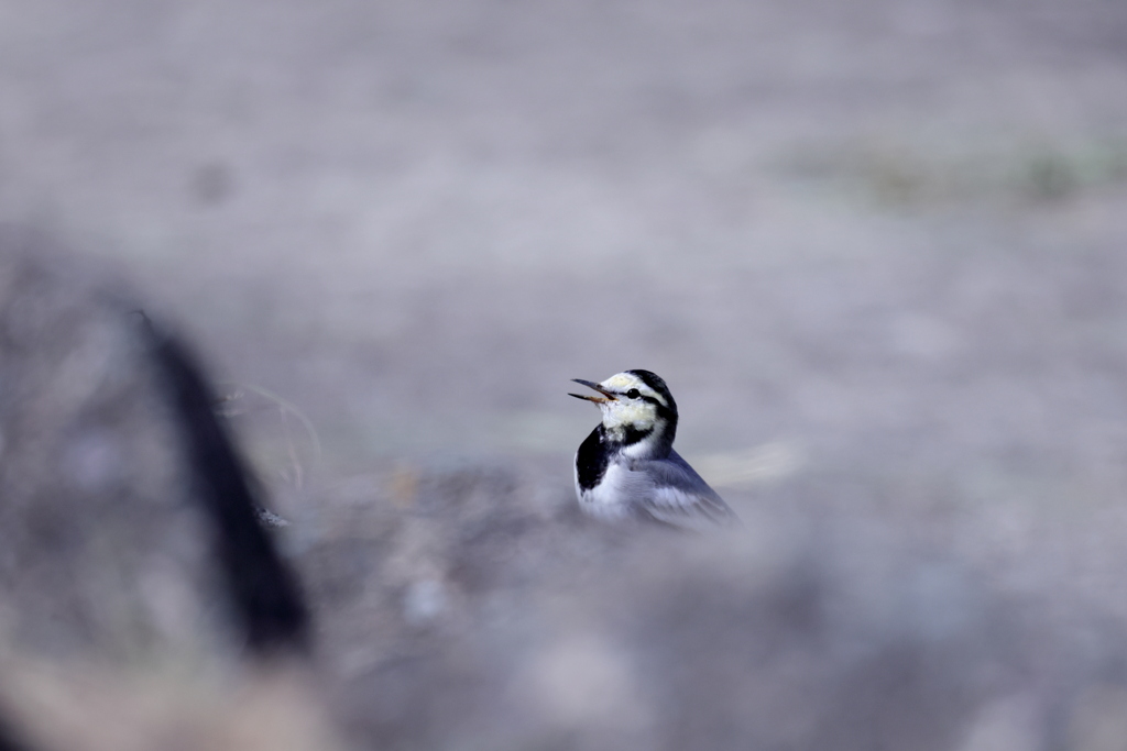 ハクセキレイが