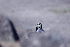 ハクセキレイが