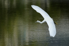 コサギの飛翔01