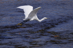 コサギの飛翔02