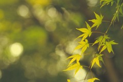 夏の楓