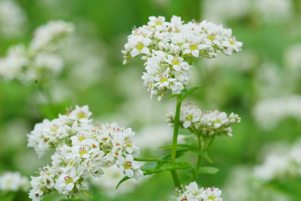 ソバの花