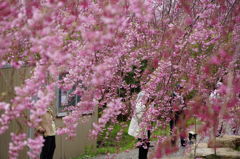 枝垂満載の桜庭園