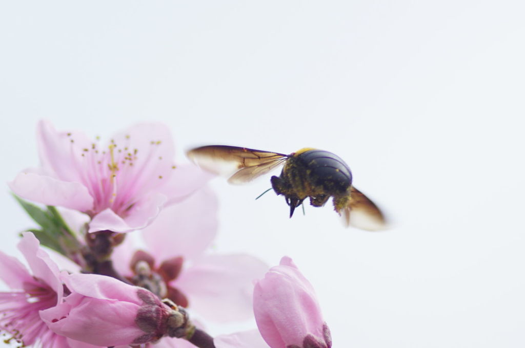 花に蜂・蜜を求めて！