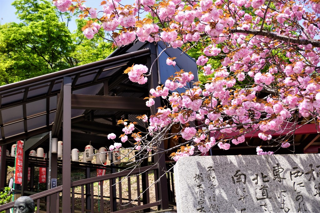 桜まつり