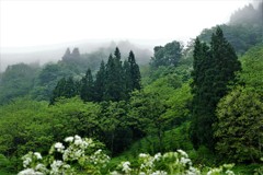 新緑に霧