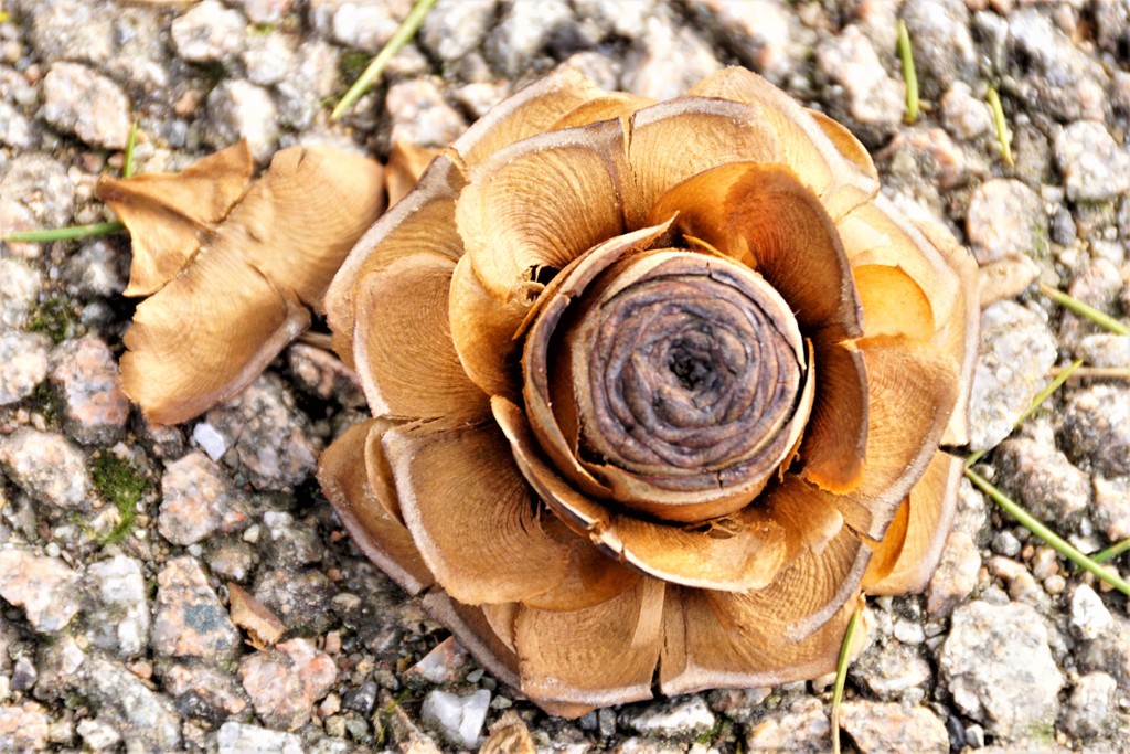 路上の花