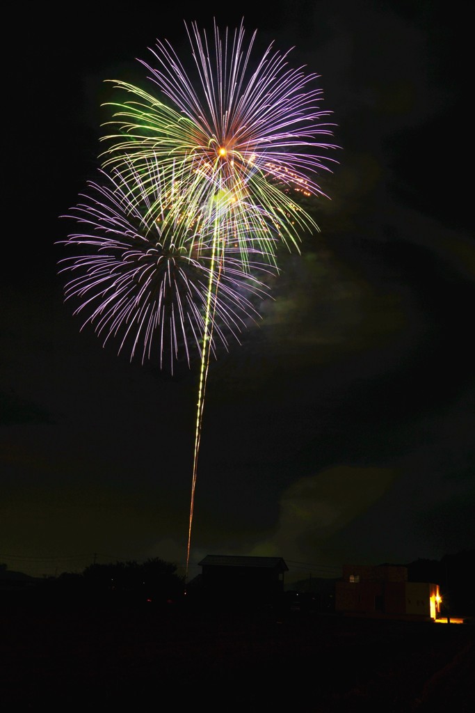 夜空に咲いた大輪の菊