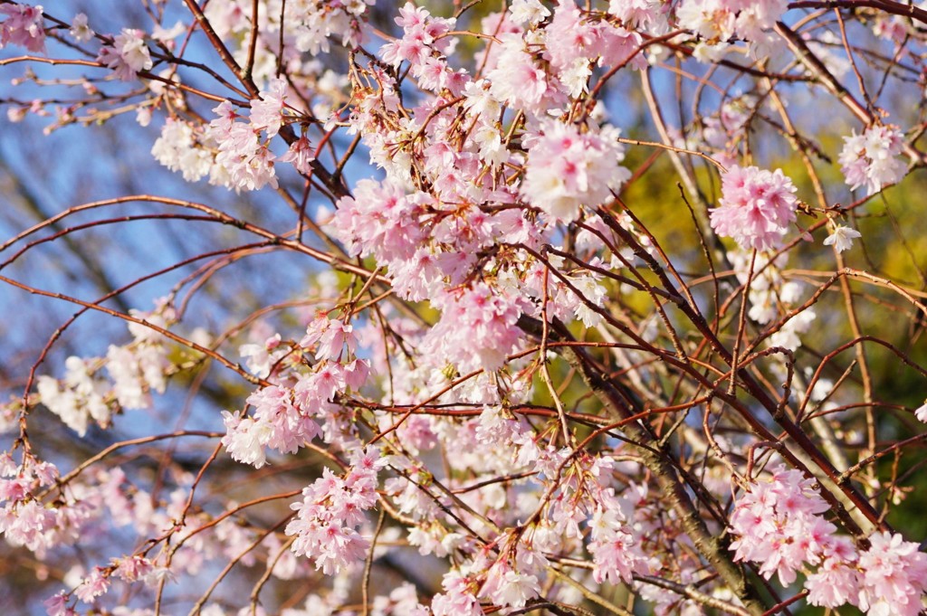 今年最後の桜咲く