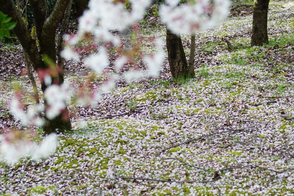 桜の絨毯