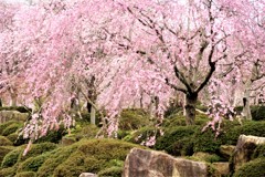 枝垂れ桜