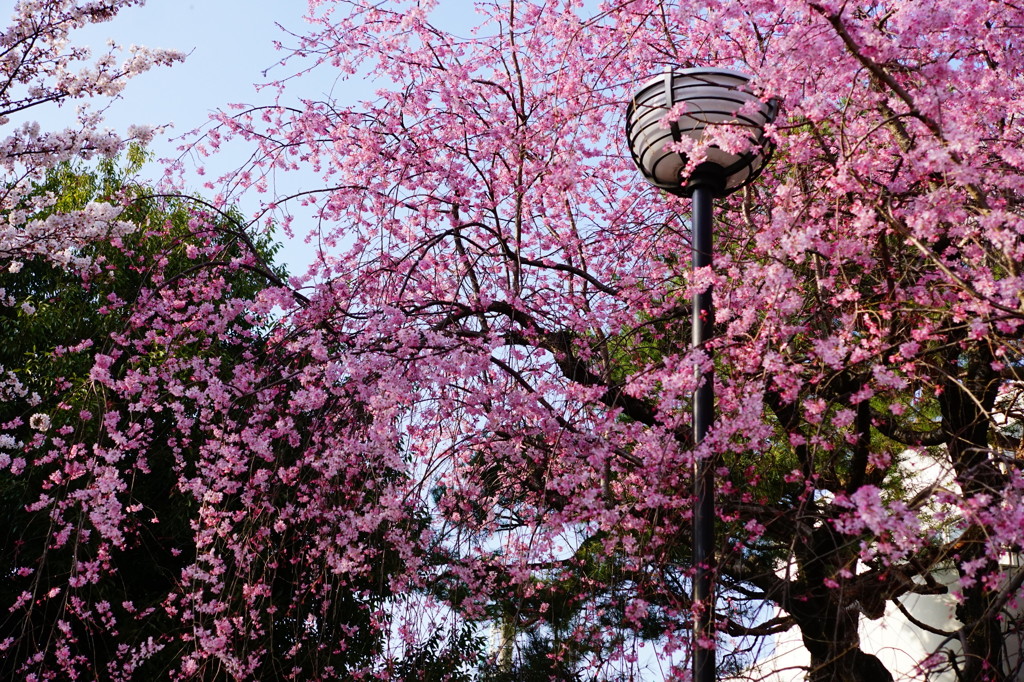 枝垂れ桜