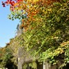 紅葉