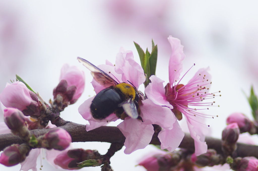 この花がいいや