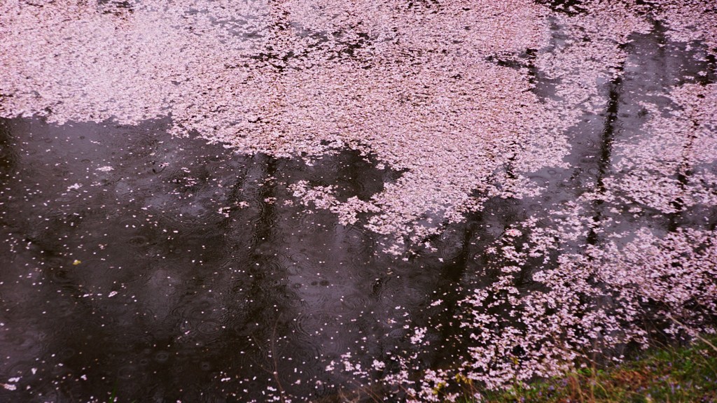 雨の降る花見「花筏」