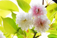 白菊桜