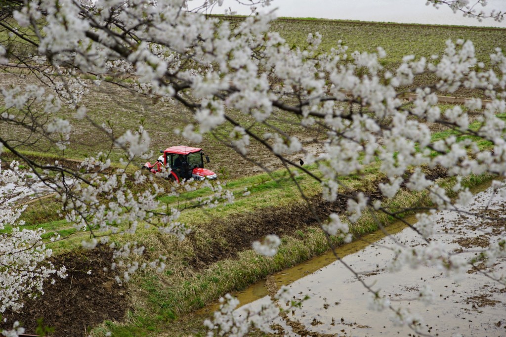 桜と苗代