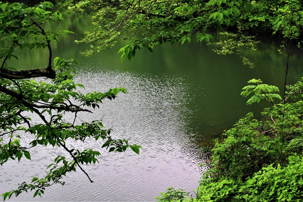 緑の湖畔