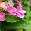 庭の花