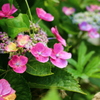 庭の花