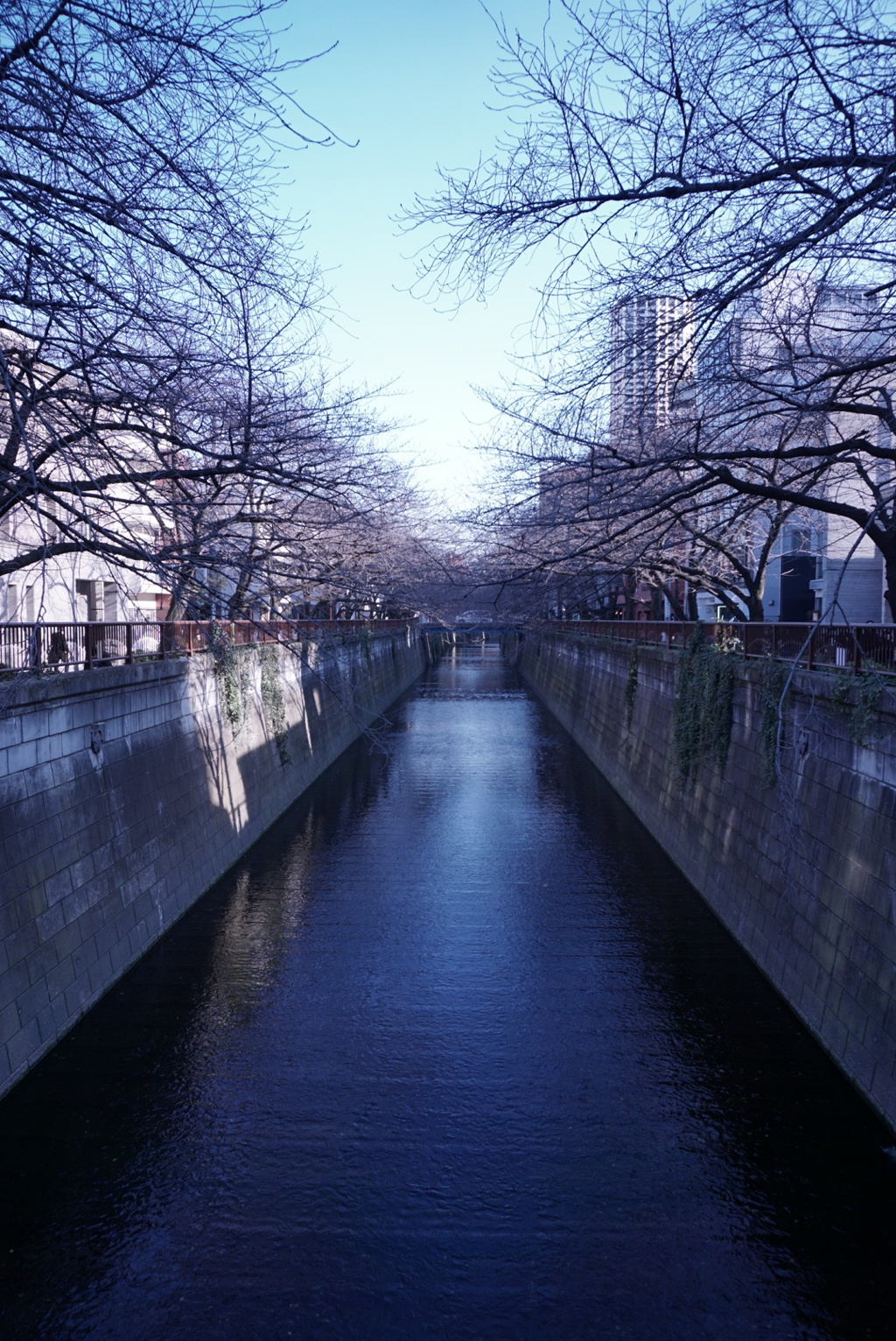 桜の時期の予行練習