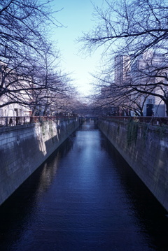 桜の時期の予行練習