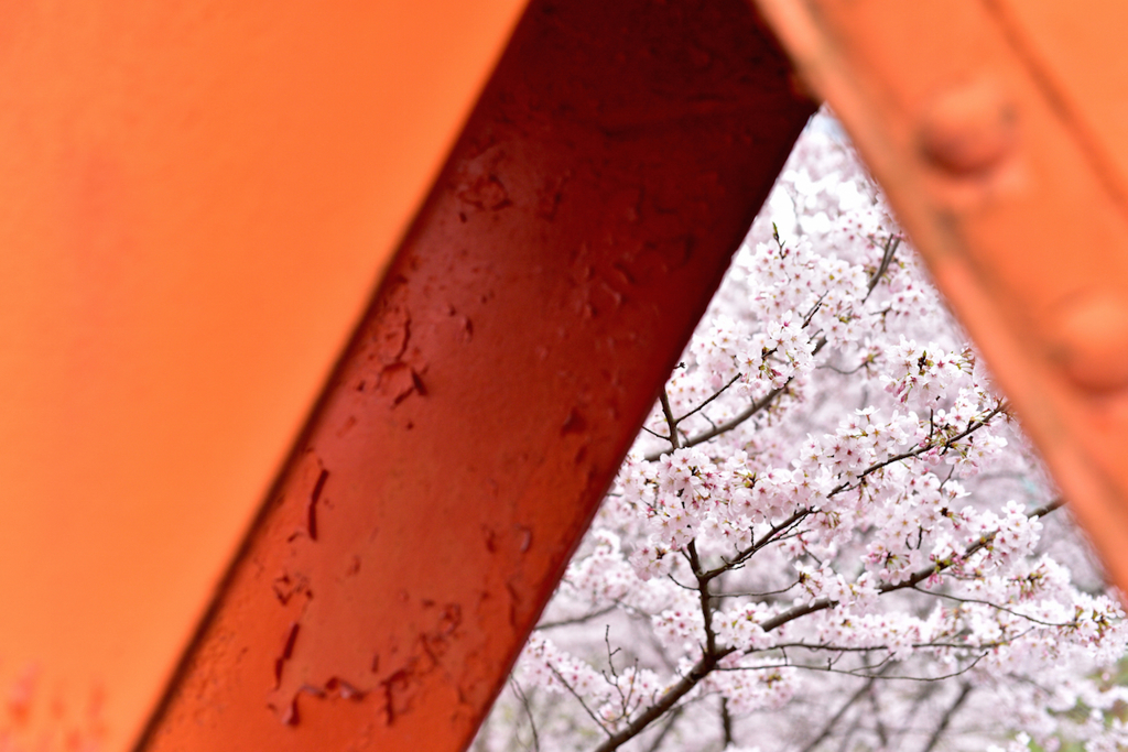 オレンジの向こうに