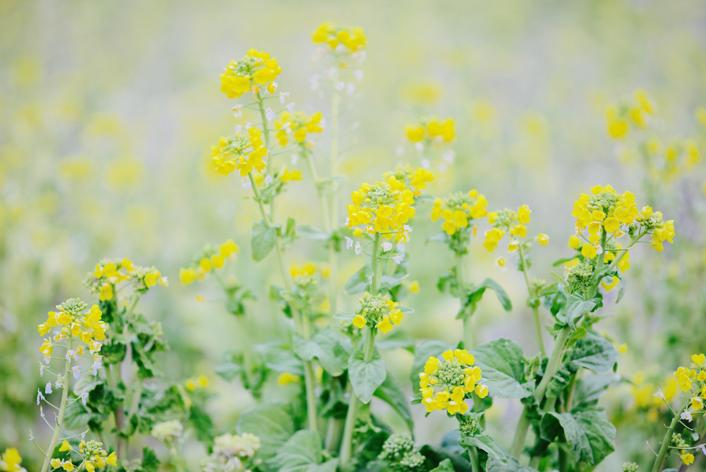 冬の菜の花