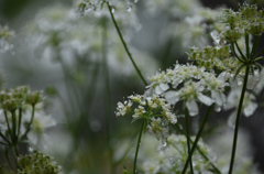 雨の日の草花