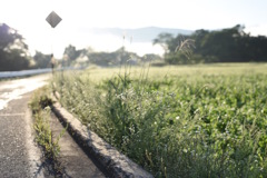 道草