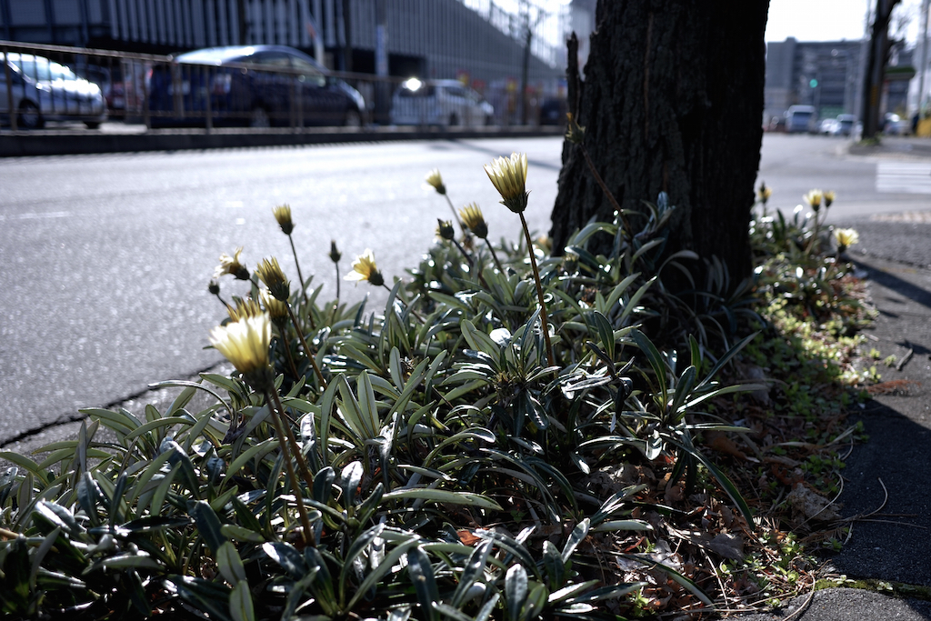 道路端の草花