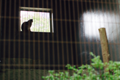 動物園の動物