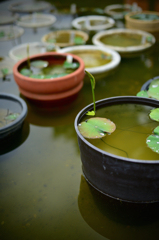 水の形