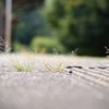 廃線のホーム
