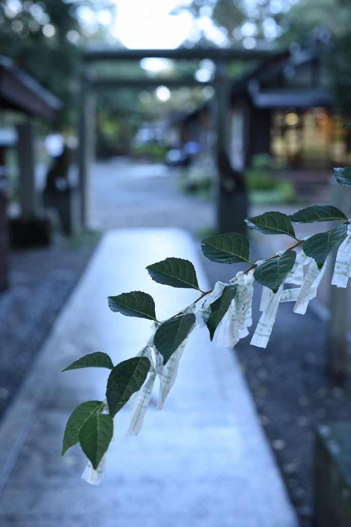 雨に濡れた参道