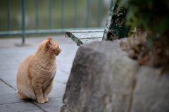 公園のねこ
