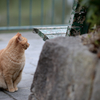 公園のねこ