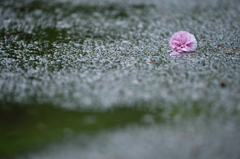 雨に堕ちる、